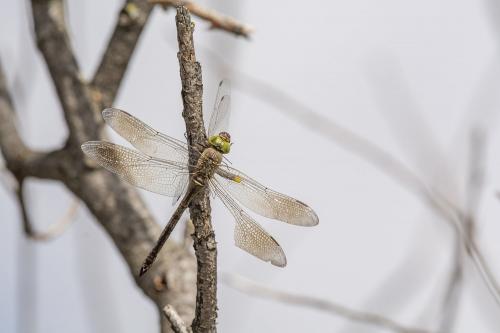 Anax parthenope